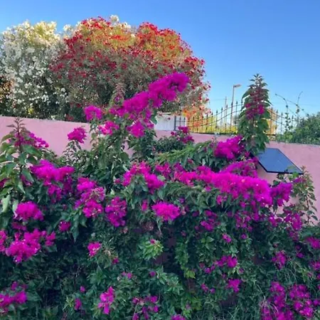 아파트 Domo Rosada *